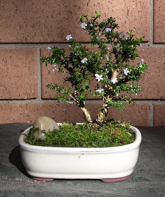 Cómo alambrar y dar forma a un bonsái. Los secretos del alambrado.